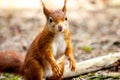 Wild Red Squirrel Formby England Royalty Free Stock Photo