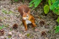 Wild Red Squirrel Formby England Royalty Free Stock Photo