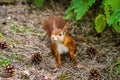 Wild Red Squirrel Formby England Royalty Free Stock Photo