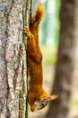 Wild Red Squirrel Formby England Royalty Free Stock Photo
