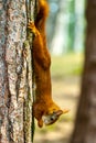 Wild Red Squirrel Formby England Royalty Free Stock Photo