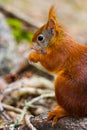 Wild Red Squirrel Formby England Royalty Free Stock Photo