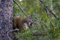 Wild Red Squirrel in a pine tree eating a pine cone in Grand Teton National Park. Royalty Free Stock Photo