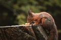 A wild red squirrel on a tree stump feeding on nuts Royalty Free Stock Photo