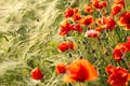 Wild red summer poppies in wheat field. Royalty Free Stock Photo