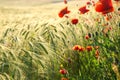 Wild red summer poppies in wheat field. Royalty Free Stock Photo