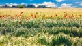 Wild red summer poppies in wheat field Royalty Free Stock Photo