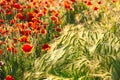 Wild red summer poppies in wheat field. Royalty Free Stock Photo