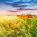 Wild red summer poppies in wheat field. Royalty Free Stock Photo