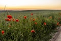 Wild red summer poppies in wheat field. Meadow of wheat and poppy. Nature composition.