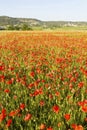 Wild red summer poppies in wheat field Royalty Free Stock Photo