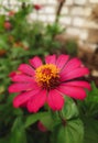 Wild Red Sunflower Fresh after Rain Royalty Free Stock Photo