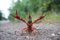 Wild red swamp crawfish attacks! Royalty Free Stock Photo