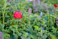 Wild Red Tulips in green grass at spring Royalty Free Stock Photo