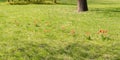 Wild Red Tulips on a Sunny Green Meadow Royalty Free Stock Photo