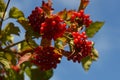 The wild red viburnum berries in autumn