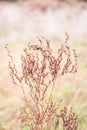 Wild red weed, grass, plant with seeds Royalty Free Stock Photo