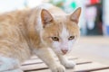 Wild red and white cat, dirty and hungry, sits on bench in park and looks