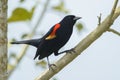 Red-winged Blackbird portrait