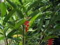 Red and yellow Heliconia flowers Palulu plants in tropical Suriname South-America Royalty Free Stock Photo