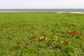 Wild red and yellow tulips in green spring steppe near the Manych lake in Kalmykia