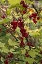 Wild redcurrant branch. Ripe red currants close-up as background. Ripe red currant berries on a bush. Young currant berries ripen