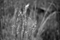 Wild reed in black and white in field