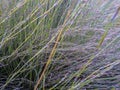 Wild reed bushes