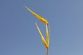 Wild reed grass plant under blue sky