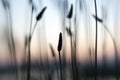 Wild reed in pastel colors at Bucharest Delta Lake Royalty Free Stock Photo