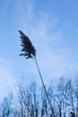 Wild reed silhouette close up blue sky