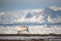 Wild reindeer in the Arctic - Spitsbergen