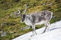 Wild reindeer in Arctic tundra - Spitsbergen