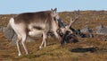 Wild reindeer - Arctic tundra