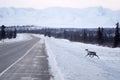 Wild Reindeer Caribou Attempts to Cross Icy Highway Northern Alaska