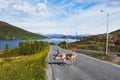 Wild reindeer crossing the road in Norway