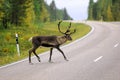 Wild reindeer crossing the road in the Sweden Royalty Free Stock Photo