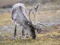 Wild reindeer