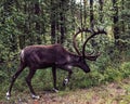 Wild reindeer finnland big horn brown nature Royalty Free Stock Photo