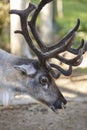 Wild reindeer head detail in the forest. Animal background.