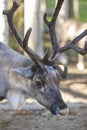 Wild reindeer head detail in the forest. Animal background.