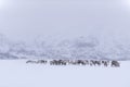 Wild reindeer herd in Norway