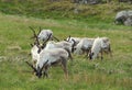 Wild reindeer herds near East Fjords, Iceland in the summer