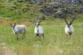 Wild reindeer herds near East Fjords, Iceland in the summer