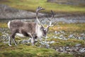 Wild reindeer in natural habitat (Arctic)