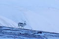 Wild Reindeer, Rangifer tarandus, with massive antlers in snow, Svalbard, Norway. Svalbard deer on rocky mountain in Svalbard. Wil Royalty Free Stock Photo