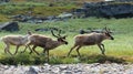 Wild reindeer running, Kungsleden hiking trail, Sweden Royalty Free Stock Photo