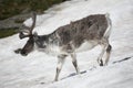 Wild reindeer on the snow - Arctic Royalty Free Stock Photo