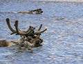 Wild reindeer swim across the river during the spring migration