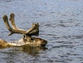 Wild reindeer swims along the river during the traditional spring migration